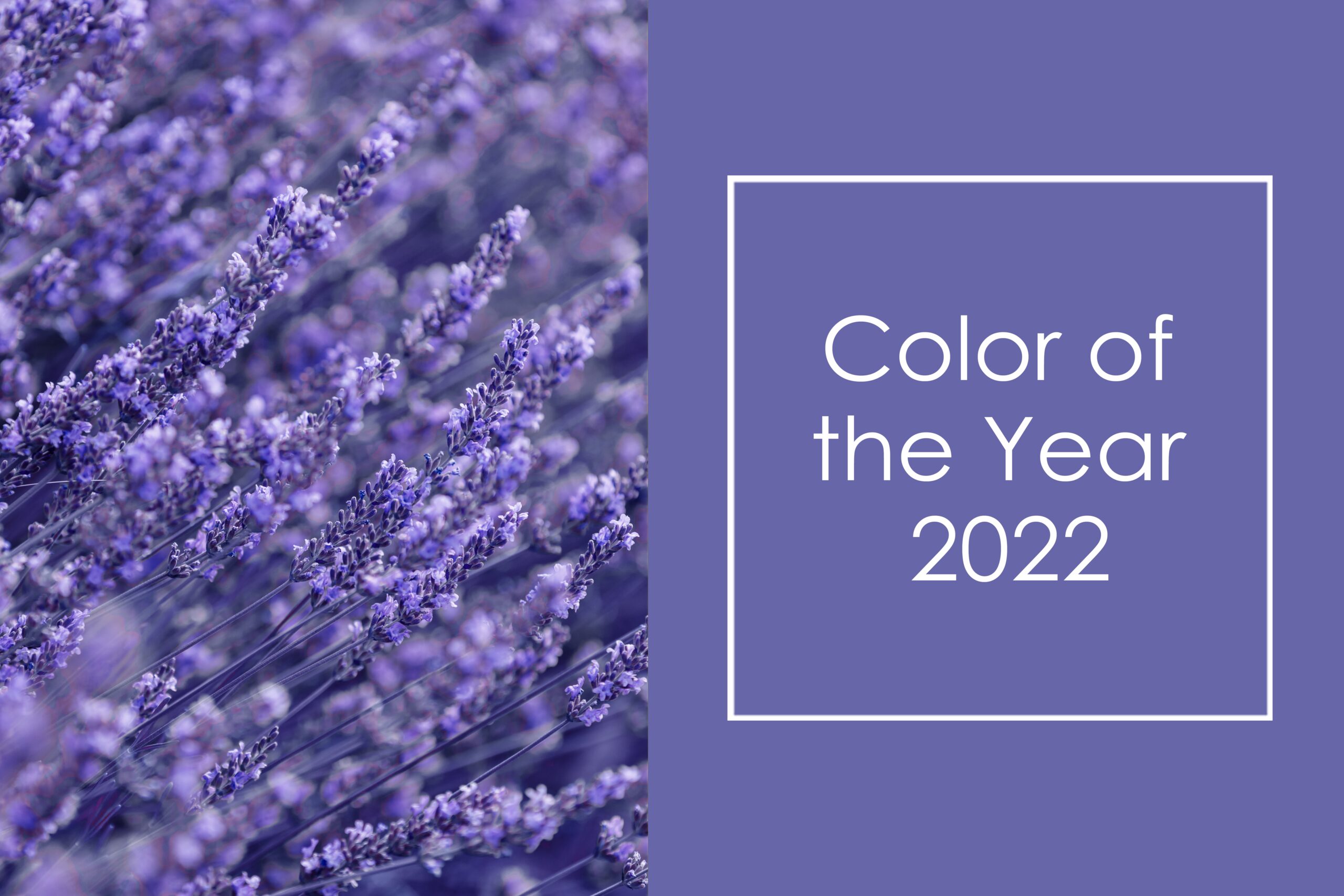 Color Of The Year 2022 Plaat Detail